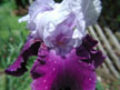 Ink Purple Iris